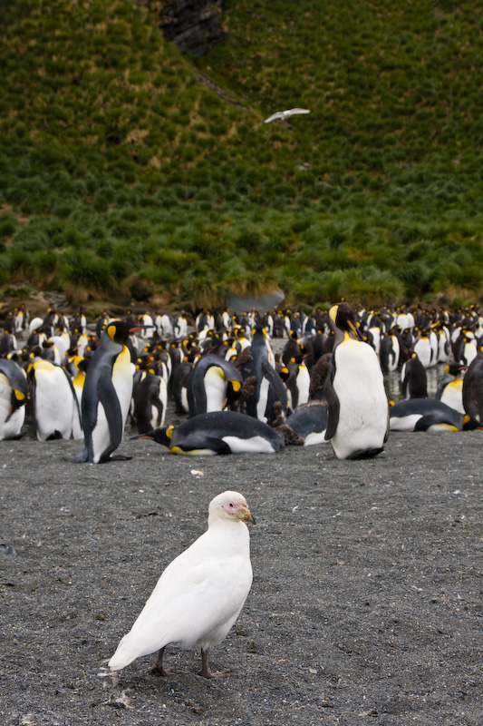 Pale-Faced Sheathbill And King Penguins On Beach